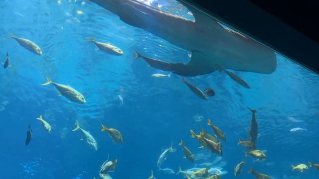 Georgia Aquarium -The Biggest Aquarium in The USA смотреть онлайн
