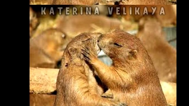 ЛЮБОВЬ У ЖИВОТНЫХ|Love Animals| Feat. RS Production