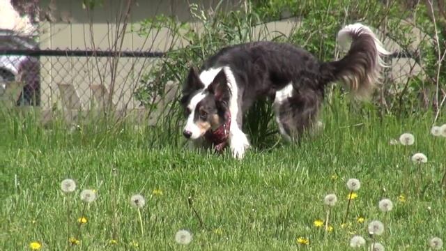 Pawsitive Vybe S2E1 - Got Attention? смотреть онлайн