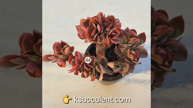 rare Korean succulents смотреть онлайн