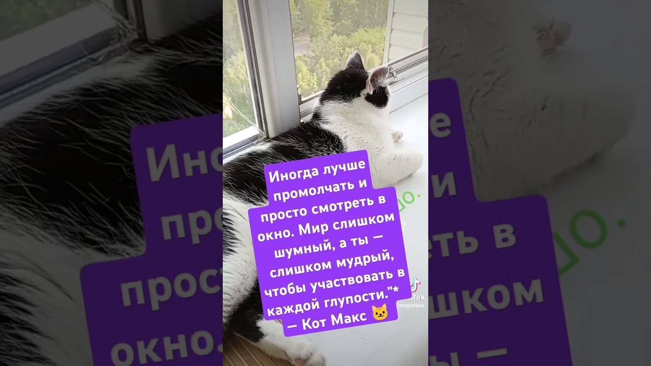Премудрости кота Макса .#news #прикол #кот #cat смотреть онлайн