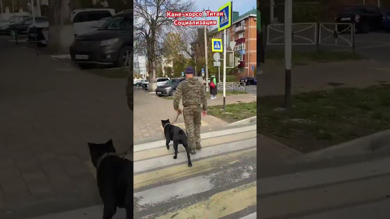 Социализация Кане-корсо смотреть онлайн