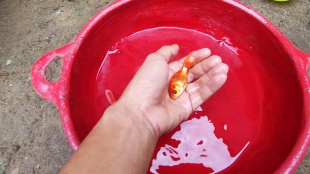 Catch Colorful Ornamental Fish, Betta Fish, Catfish, Koi Fish, Shrimp, Goldfish, colored fish смотреть онлайн