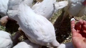 КИШЛОК УЙ ШАРОИТИДА 👍 БИЗНЕС | ИНДЮК БОКИШ БИЗНЕС | ЯНГИЧА УСУЛИ | Абдуллох Атабаев