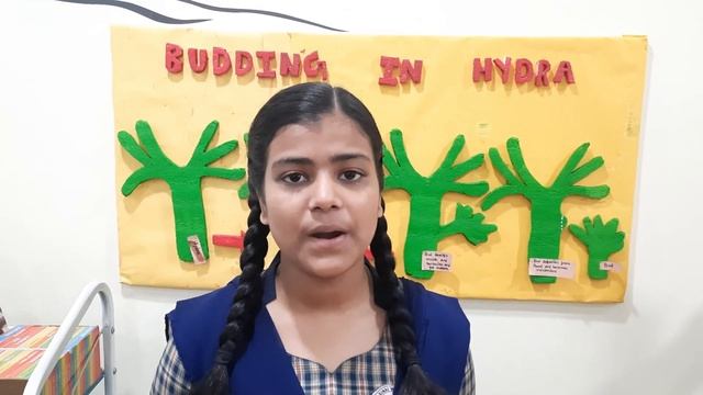 The process of Budding in Hydra by Prachy Dhanuka of Mount Sinai Mission School. смотреть онлайн