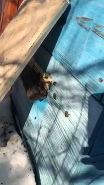 Февральский облет пчел смотреть онлайн