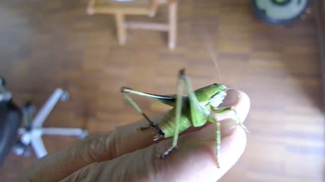 Kobilica смотреть онлайн