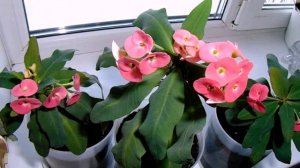 Суккулент Молочай Миля - Выращивание, Уход и Размножение.