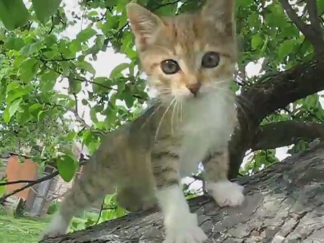 Котенок Муся