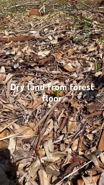 Taro from forest floor #taroplant #sustainability #forestfloor #maui #sustainability смотреть онлайн