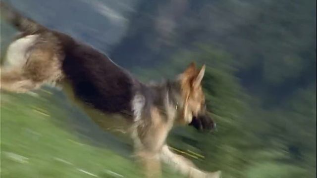 Малыш Рекс - четвероногий детектив / Baby Rex - Der Kleine Kommissar