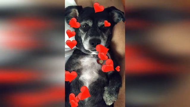 Самая счастливая собачка на свете!!!The happiest dog in the world!!!Жужа балдеет на руке. смотреть онлайн