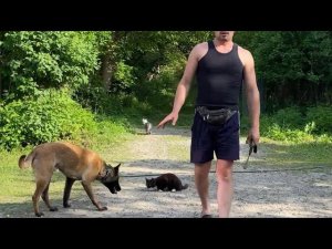 Бельгийская овчарка Дрессировка с котами