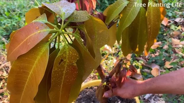 Skill Propagation Apple Fruit Using toothpaste and onion Make a lot of apple Fruit смотреть онлайн