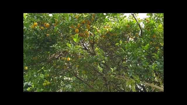 Kumquat Pickles Farm Fresh. Fremlins Farms. #fremlinsfarm #farming #theinnovator смотреть онлайн