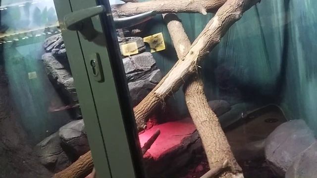 какая красивые ящерица аргентинский серно-белвй тегу местный сиипотчга 16 сентября 2021 г. смотреть онлайн