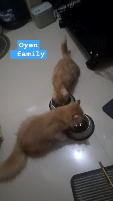 #kucingoyen #anabul #catlover #yourpet #kucinglucu #pets #fyp #kucingviral #royalcanin #proplan смотреть онлайн