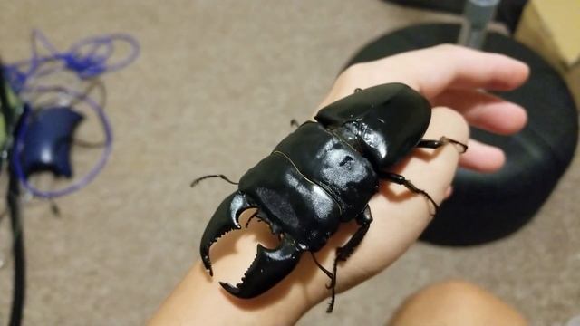 ▶ 깡패 타이타누스 핸들링 (Dorcus titanus titanus / By. 뉴욕의 시간) смотреть онлайн