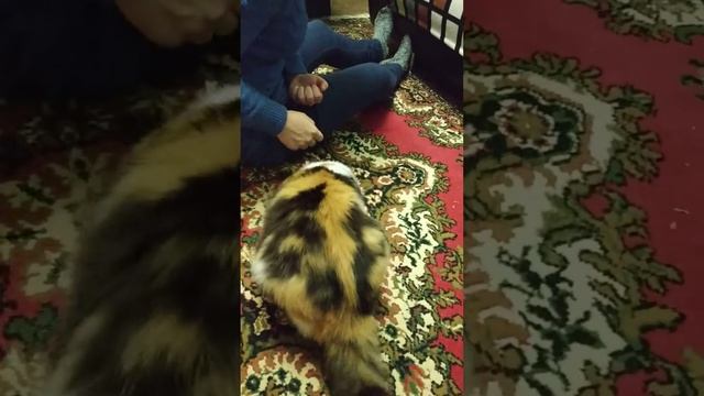 Команды, которые знает наша кошка Даша смотреть онлайн