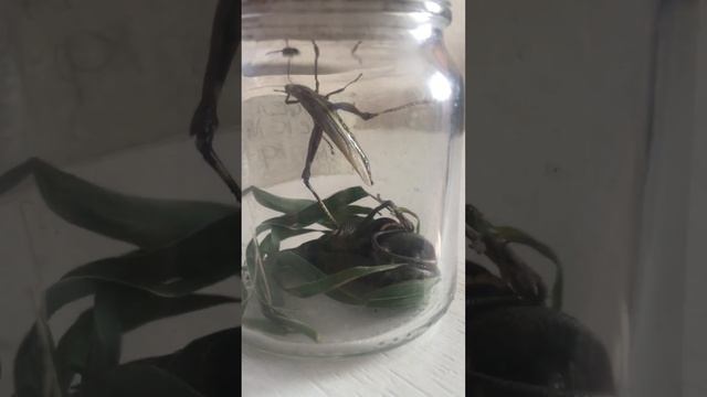 Новый петомец змея уш Лиза 🐍 смотреть онлайн