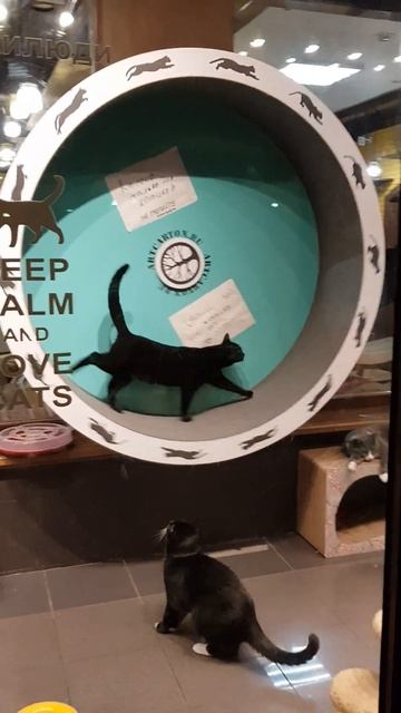 Веселые Коты! Кот крутит Колесо! Для Вашего отличного настроения! 😸 #кошки #cats #приколы смотреть онлайн