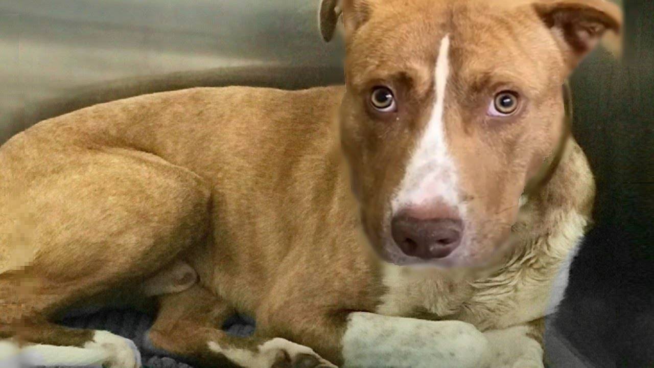 Запуганный и голодный питбуль ДО ДРОЖИ БОЯЛСЯ ЛЮДЕЙ