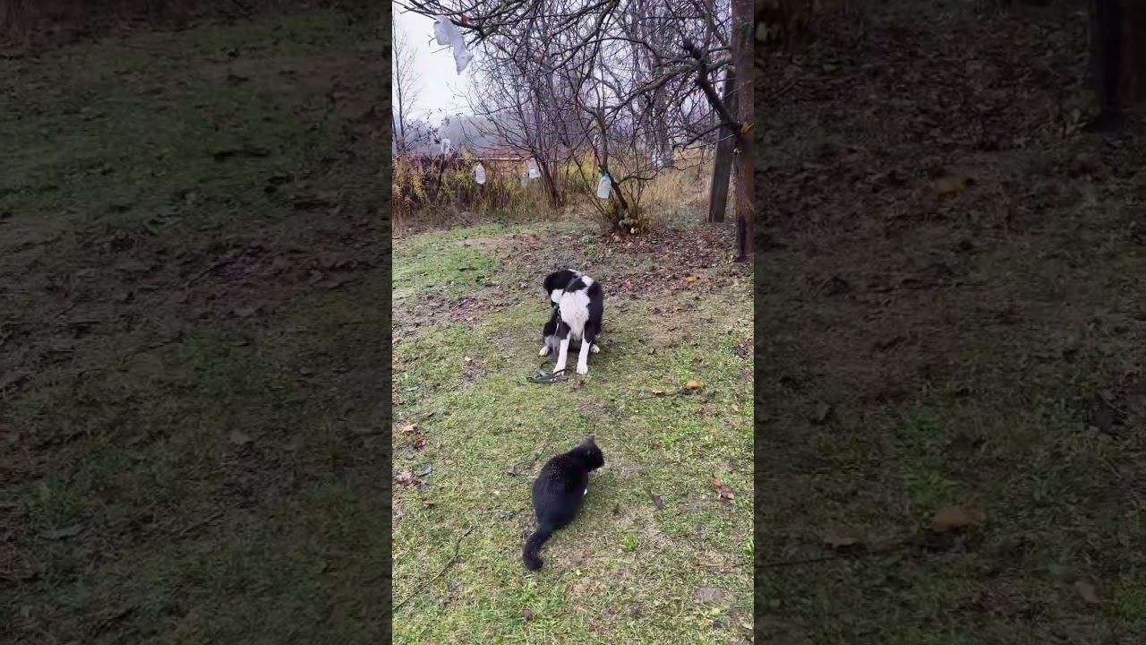 Отработка команды сидеть/ Дворянин Агат смотреть онлайн