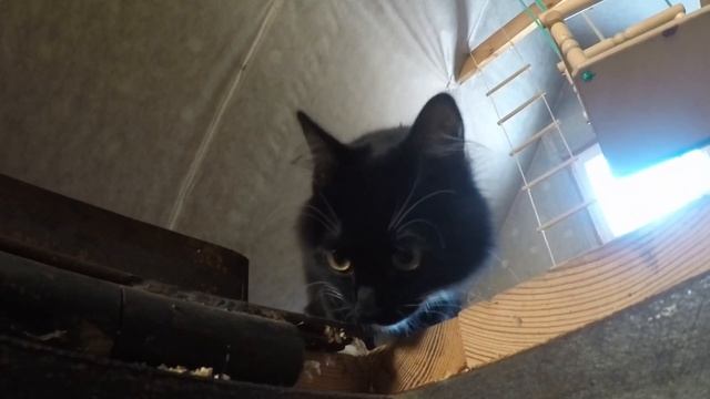 Дневник кошечки Пуси. На даче