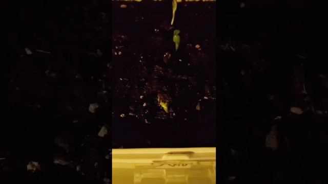 Growing sunflowers from seed to flower. #timelapse #gardening смотреть онлайн