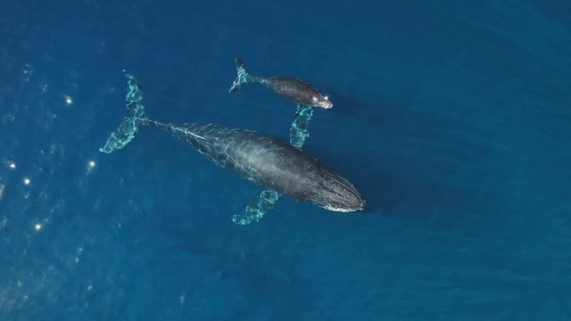 Whale Music for Relaxation and Meditation | For Absent Friends by Kamal смотреть онлайн