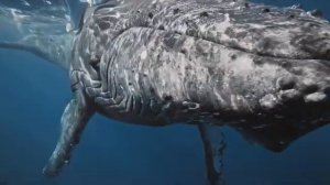 Звуки Горбатых китов / Песня Горбатых Китов / Звуки животных