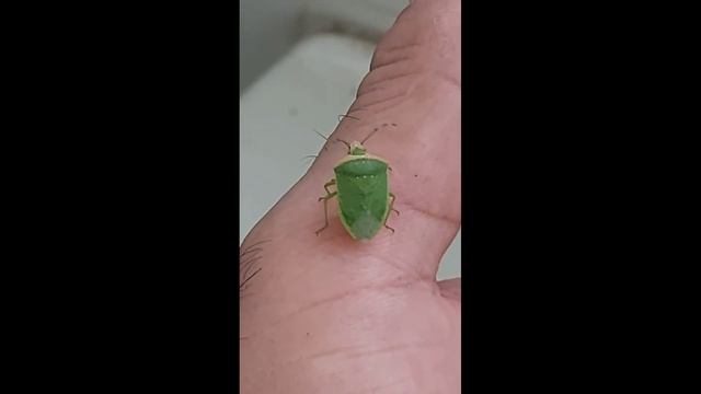 Hopping Green Bug смотреть онлайн