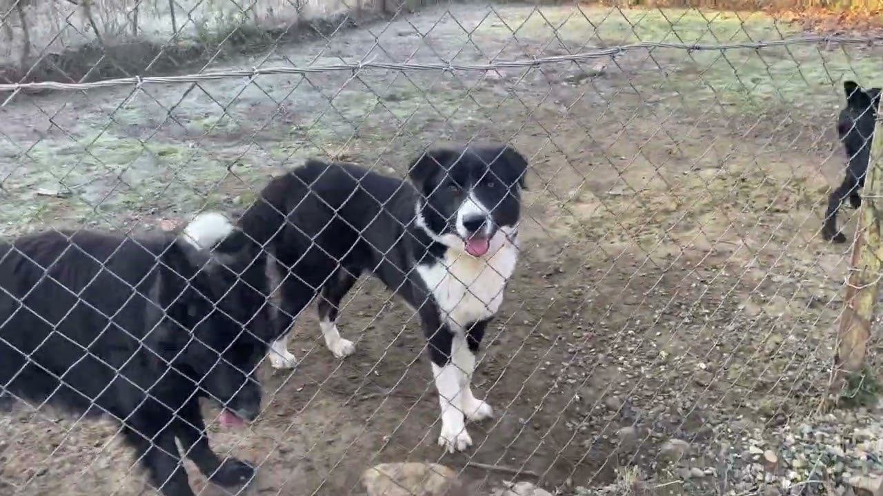 Прогулка трёх собак/ Кане-корсо, Дворянин, Немецкая овчарка смотреть онлайн