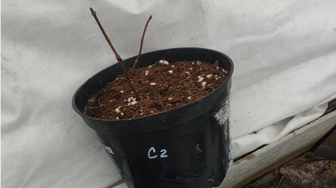 Саженцы гортензий. Проверяю, как они зимуют.