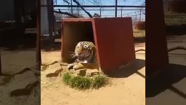 ركز جيدا على النمر Focused well on Tiger смотреть онлайн