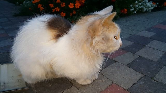 Майский кот смотреть онлайн