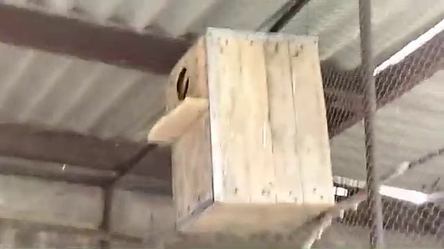 Китайские кольчатые попугаи 2024. Питомник птиц Михаила Ивановича Пихули смотреть онлайн