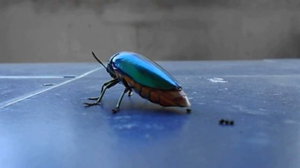 Sternocera acquisignata Take off! แมลงทับบินไปเลย!