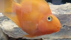 golden carps ,aquarium🐠🐟🐠🐚🐌🦋 fish carps 🐠🐠🐠, 🐡🐠🐟карпы золотые рыбки аквариум