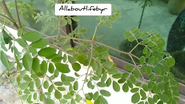 HOW TO USE Moringa PLANT (BENEFITS )BEST FOR HAIR,SKIN AND WEIGHTLOSS смотреть онлайн