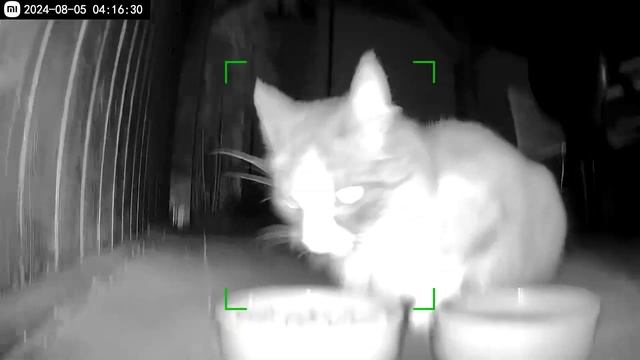 Stray cat feeding Xiaomi phototrap смотреть онлайн