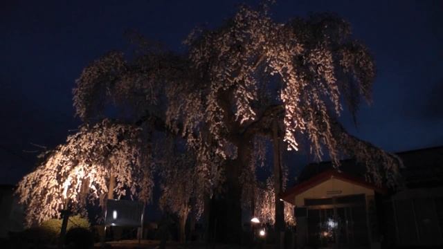 権現堂しだれ桜/上山市 смотреть онлайн