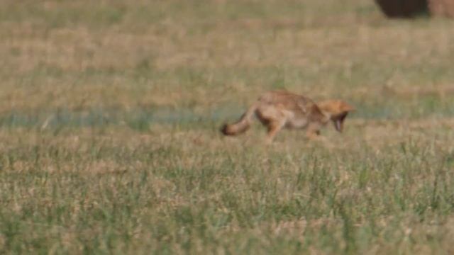 Coyote Hunting in the Field смотреть онлайн