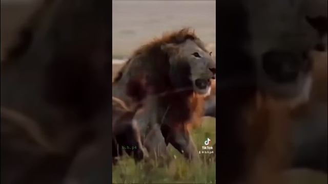 #дикаяприрода #крокодилы #домвлесу #природа #а4 #лев #тигр #вол #гиена #пантера смотреть онлайн