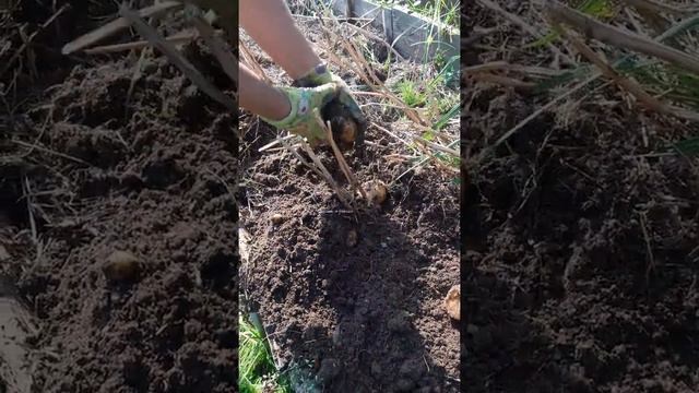 Уборка картофеля , рос под соломой . Сентябрь 07 - 2019 . смотреть онлайн