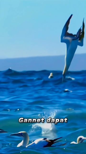 Gannet: Pencari Ikan Ulung Lautan Biru #youtubeshorts #shortvideo #shorts #short #video смотреть онлайн