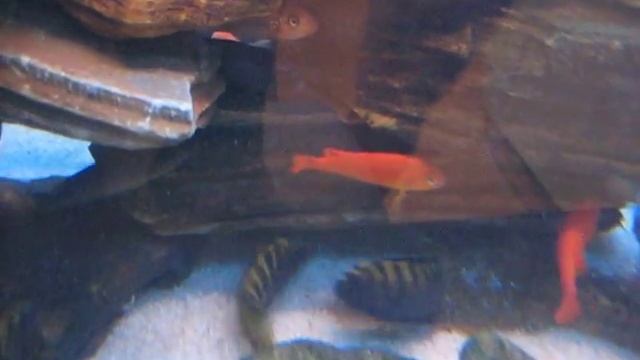 Pseudotropheus flavus fight part2 смотреть онлайн
