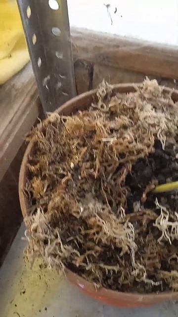 ЖЕНЬШЕНЬ ПОД ОХРАНОЙ! #женьшень#разведениеженьшеня#ginseng смотреть онлайн