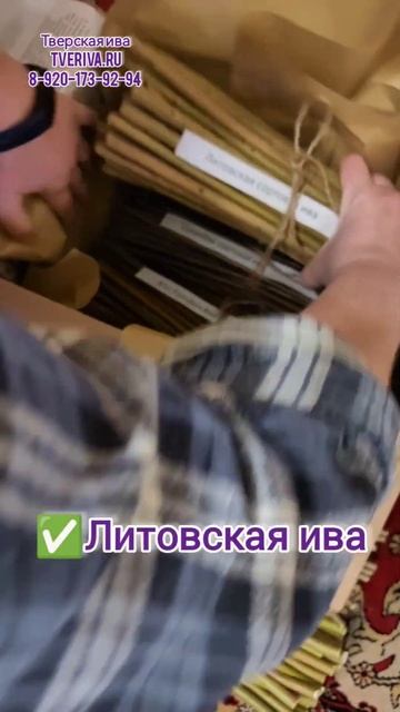 Черенки сортовой ивы для посадки живое плетение #ива #сортоваяива #плетение #черенкиивы #лоза #ивы смотреть онлайн