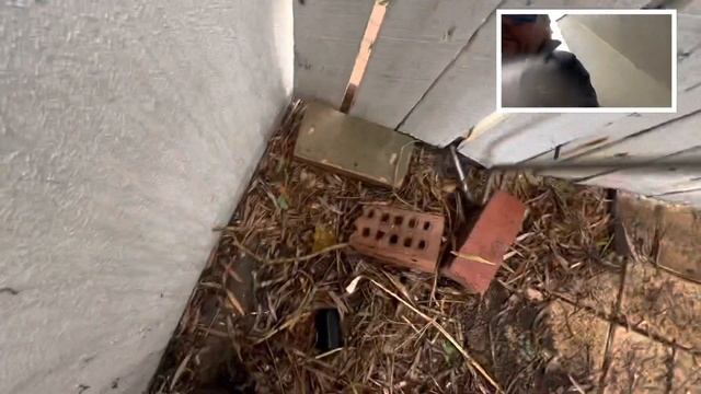 Perth Termite Injection Treatment Antipesto Pest Control Perth & Joondalup Pest Control смотреть онлайн